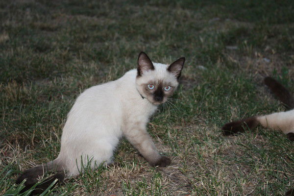 Елена Смолякова