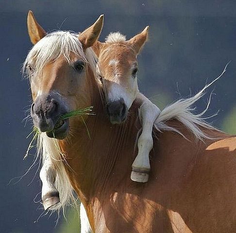 Заньлуг Авокыда