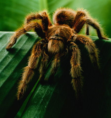 Андрей Шевцов