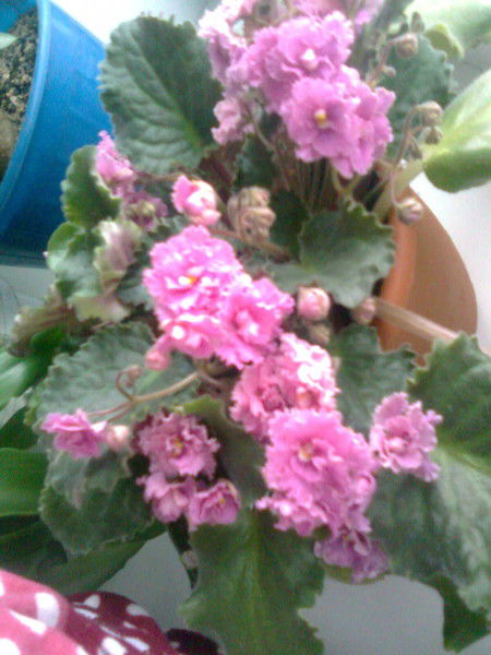 Ольга Вилисова