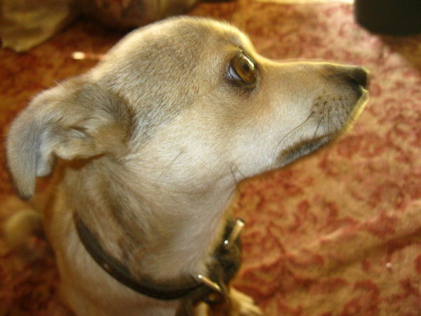 Алик Мустаев