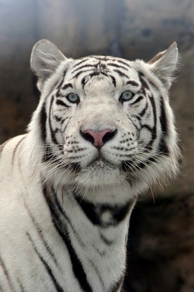 Олег Кызылов