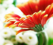 Гульнур Ахметсафина