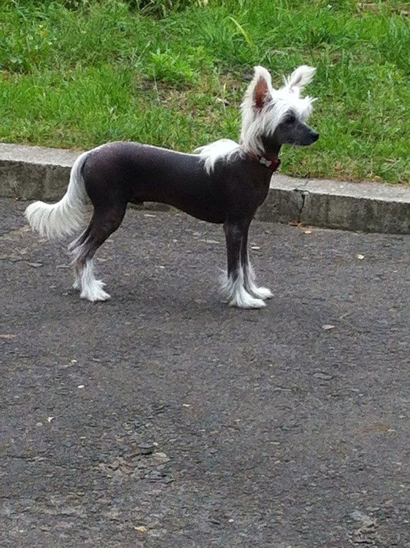 Тусичка Тусичка