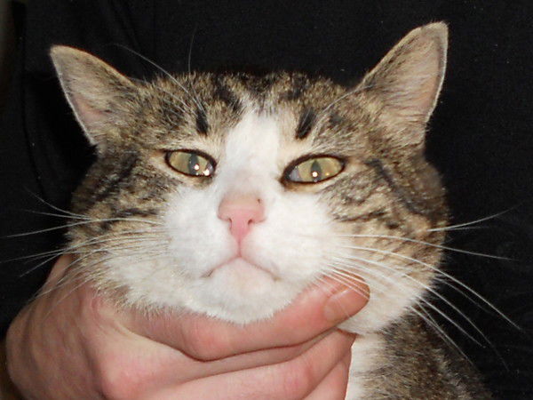 Дмитрий Крутиков