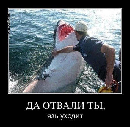 Владимир Шнипов