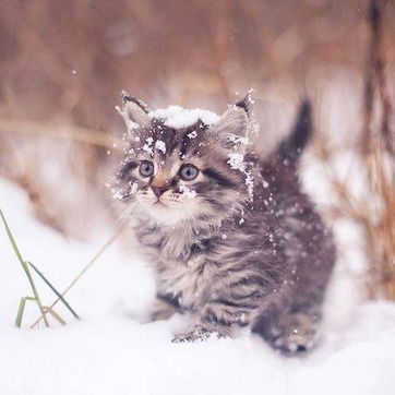 Мария Смычник