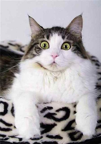 Ставропольстройкомплекс Проектирование