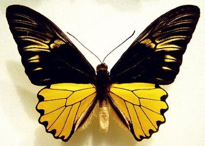 Анастасия Боровикова