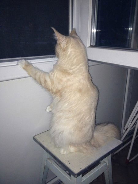 Виктория Василенко