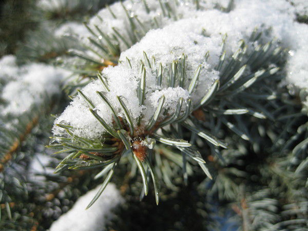 Анастасия Антонова