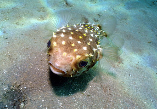 Александра Болгар