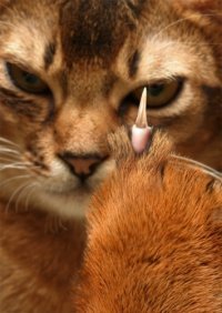 Лариса Кичигина