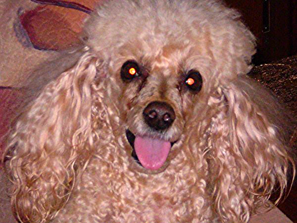 Ольга Брюханова (Мешик)