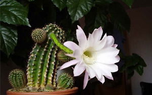 Любовь Ильина