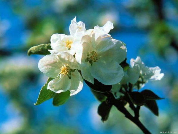 Любовь Шведова