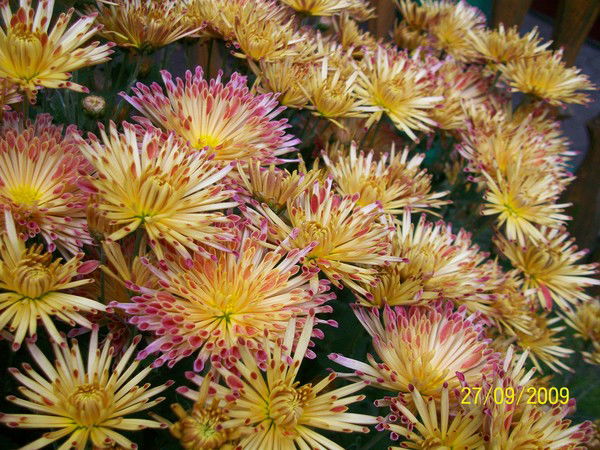 Светлана Гордиенко-Соляр