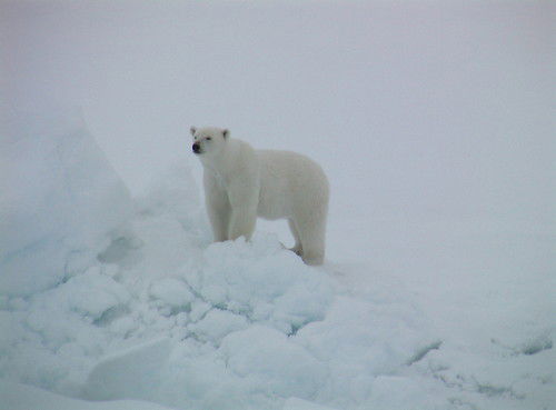Андрей Ермаков