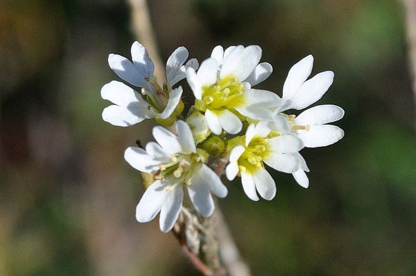 Светлана Волтегрева