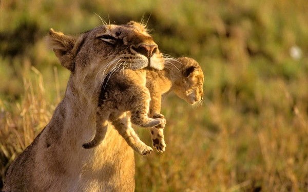 Елизавета Горбачёва