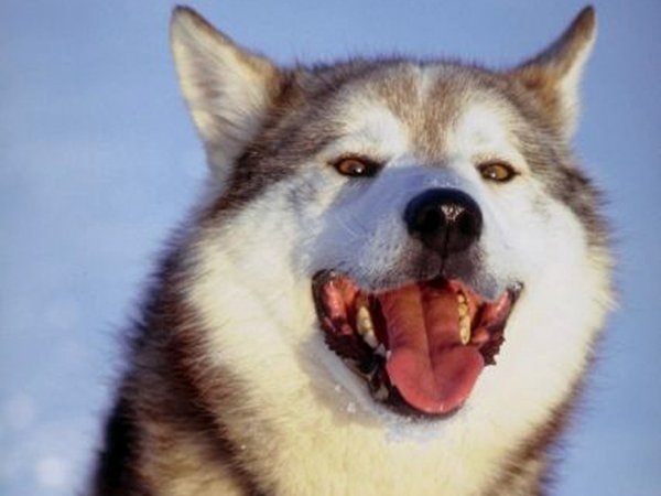 Асхат Ибрагимов