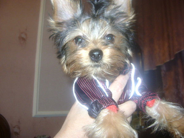 Владимир Бекасов