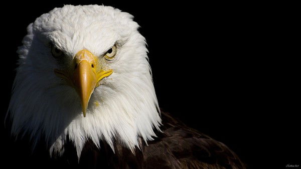 Константин Глушко