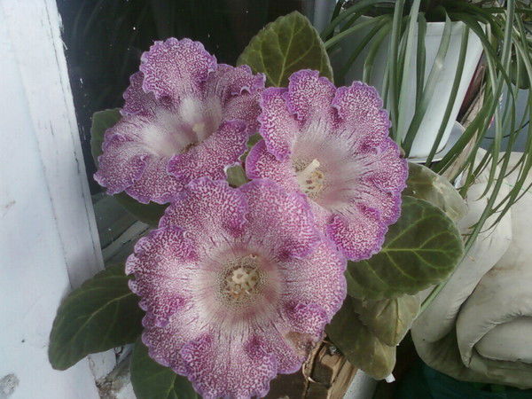 Саша Колкова