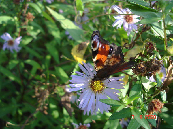 Комитет Культуры Пестово