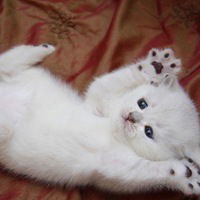 Юля Максимова