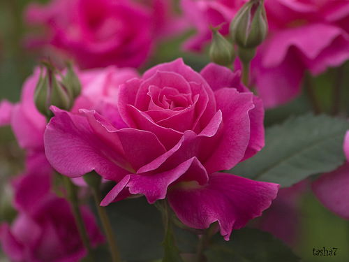 Розалия Шакирова