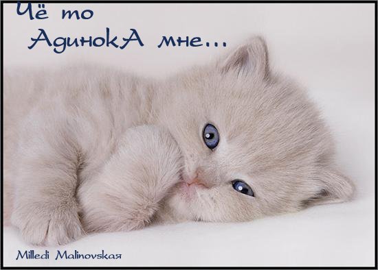 Андрей Шихов