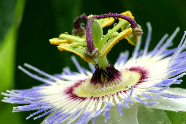 Лейсан Закирова