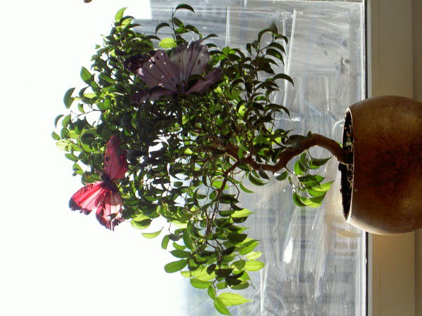 Анна Гродзинская