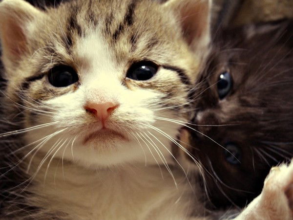 Диана Калашникова