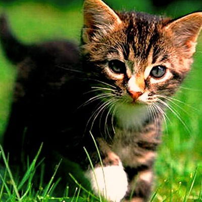 Евгений Федотов