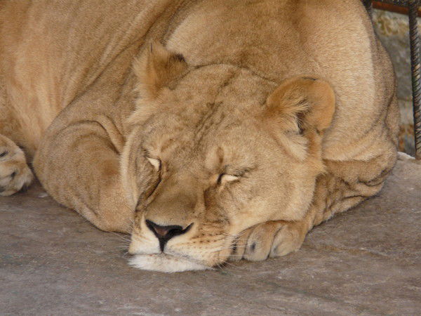 Куликова Елена