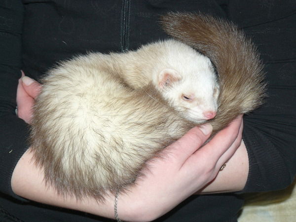 Анюта Ровская