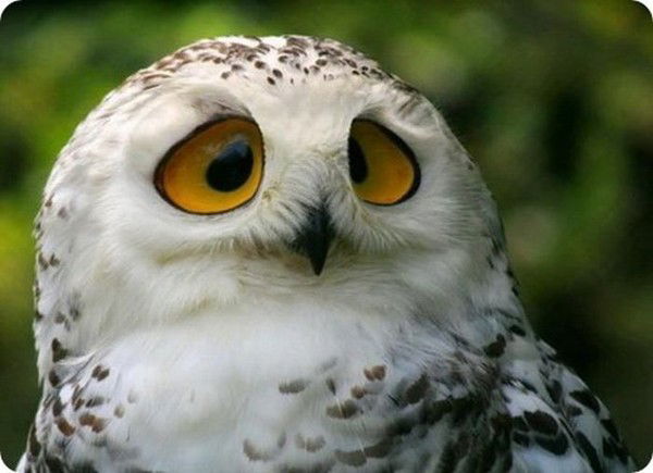 Валерий Некрасов