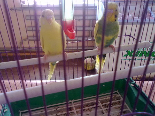 Нурлан Есалин