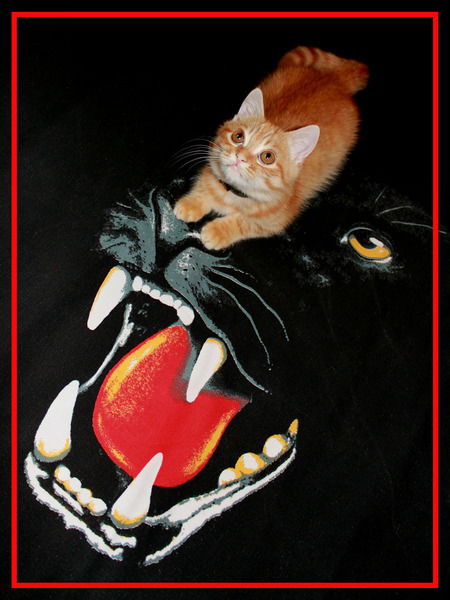 Наталья Котова