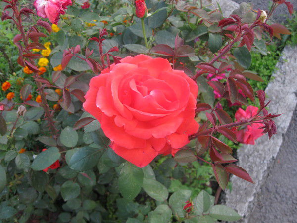 Наталья Кузьменкова