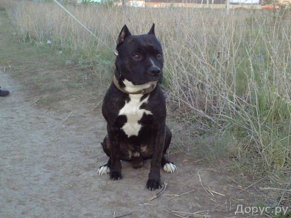 Миша Минаев