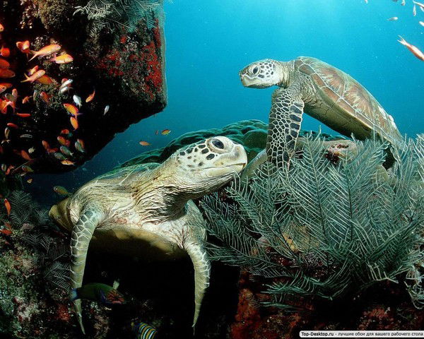 Наталья Прохорова