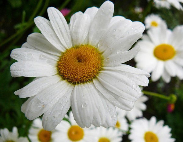 Наталья Чернова