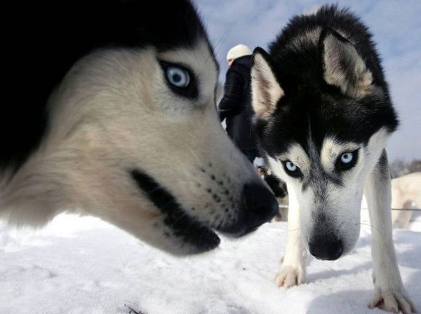 Дмитрий Корнеев