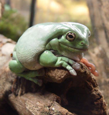 Лариса Хорольская