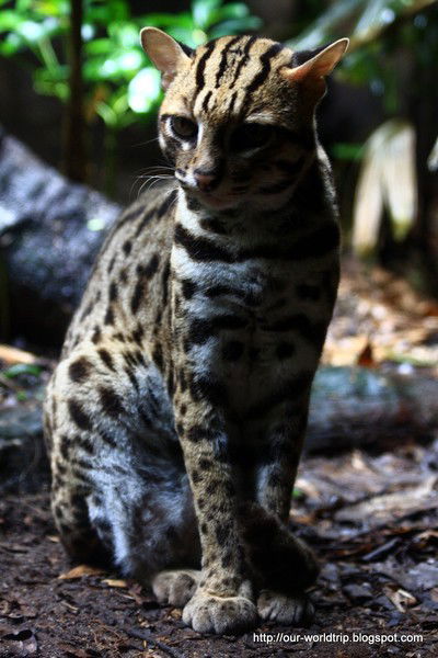 Злата Дьячкова