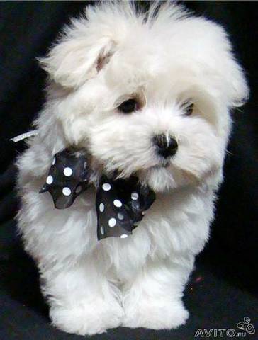 Анжелика Панова