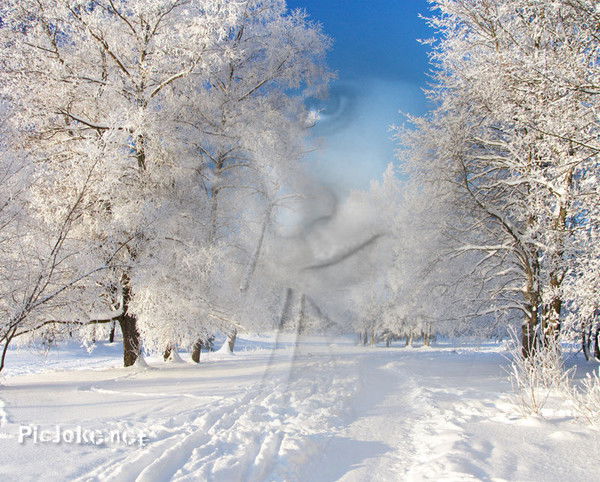 Мария Ливенус